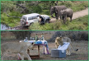 Scegliere il Safari per il Viaggio di Nozze